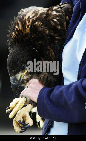 Un jeune aigle à queue blanche détenu par Claire Smith de la RSPB à la RAF Kinloss, après le transport des oiseaux par la Norwegian Air Force à la base aérienne écossaise. Banque D'Images
