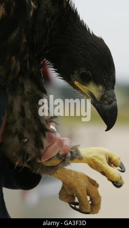 Un jeune aigle à queue blanche détenu par Claire Smith de la RSPB à la RAF Kinloss, après le transport des oiseaux par la Norwegian Air Force à la base aérienne écossaise. Banque D'Images