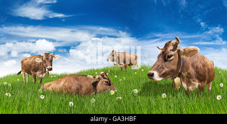 Groupe de vaches sur vert prairie en face de ciel bleu Banque D'Images