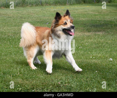 Chien de Berger islandais Banque D'Images