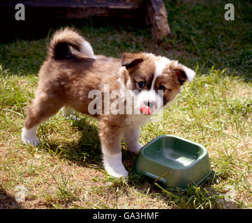 Chien de berger islandais Banque D'Images