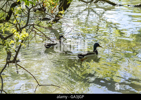 Canards dans le lac de parc des Buttes Chaumont à Paris - France Banque D'Images