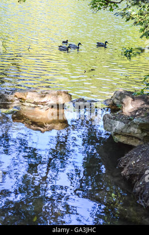 Canards au lac du parc des Buttes Chaumont à Paris - France Banque D'Images