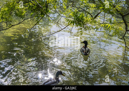 Canards dans le lac de parc des Buttes Chaumont à Paris - France Banque D'Images