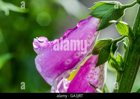 Gros plan des fleurs rose tacheté avec gouttes de profile Banque D'Images