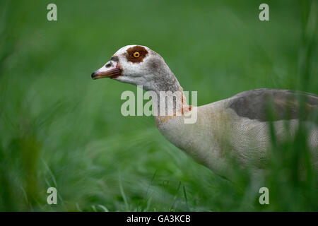 Egyptian goose (Alopochen aegyptiacus) à curieux, Bade-Wurtemberg, Allemagne Banque D'Images