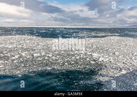 Dans la lumière du soleil en Brash (près de la mer de Barents Barentsoya, île de l'archipel de Svalbard, Norvège Banque D'Images