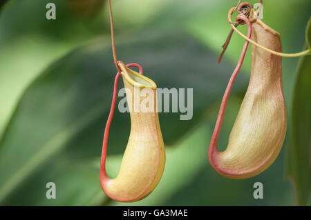 Scieries de sarracénie, Nepenthes sp., trouvés tout au long de l'Ancien Monde Tropiques, le sud-est de l'Asie, l'Océanie et de Madagascar Banque D'Images