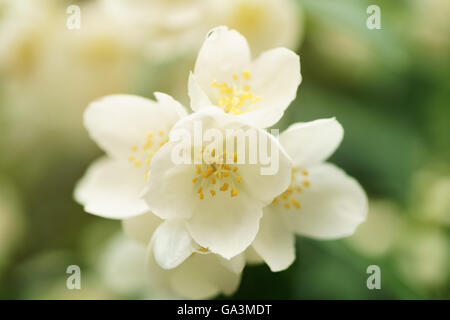 La floraison des fleurs de jasmin sur bush, summertime photo Banque D'Images