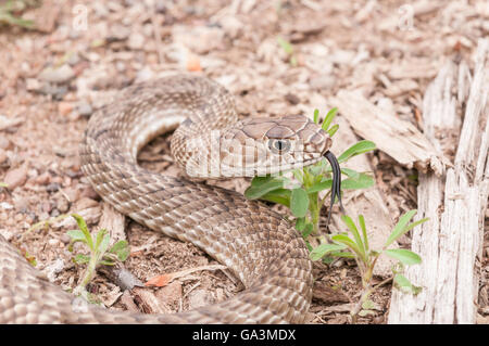 Western coachwhip Masticophis flagellum testaceus, serpent, originaire du sud des États-Unis et Mexique Banque D'Images