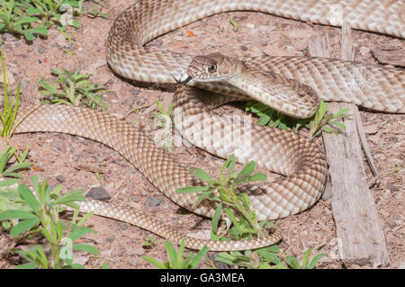 Western coachwhip Masticophis flagellum testaceus, serpent, originaire du sud des États-Unis et Mexique Banque D'Images