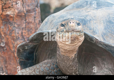 Tortue géante des Galapagos, Geochelone nigra var. subsp., Charles Darwin Research Station, l'île Santa Cruz, Galapagos Banque D'Images