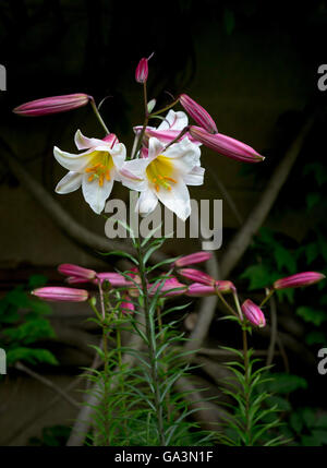 Blanc et jaune 'Kings Lily' fleur ou Regal Lily (Lilium Regale) avec bourgeons, tiges et feuillage naturel Banque D'Images