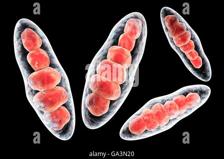 Illustration d'ordinateur de Trichophyton mentagrophytes, la cause du pied d'athlète (tinea pedis) et le cuir chevelu la Teigne (tinea capitus). Ces deux infections cutanées contagieuses sont répartis par le champignon, les spores (rouge). T. mentagrophytes est une des nombreuses espèces de champignons qui peuvent se développer dans la peau, causant l'inflammation et les démangeaisons. Le pied de l'athlète et la teigne sont traités avec des médicaments antifongiques. Les macroconidies sont vus ici (organismes multi-cellulaires contenant des spores). Banque D'Images