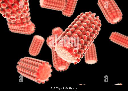 Les particules du virus de la rage, l'illustration de l'ordinateur. Cette forme de balle se compose de particules d'un acide ribonucléique (ARN) dans le génome de la capside protéique, qui est lui-même entouré d'une lipoprotéine enveloppe contenant les pointes de glycoprotéine. Virus de la rage infecte principalement les animaux mais peut être transmise aux humains par une pause dans la peau. Elle se propage lentement à travers le système nerveux périphérique pour le cerveau, où il provoque une inflammation entraînant de la fièvre et délire. L'infection chez les humains peut être fatale, même si les vaccins modernes sont efficaces si elles sont prises à l'intérieur de la période d'incubation du virus. Banque D'Images