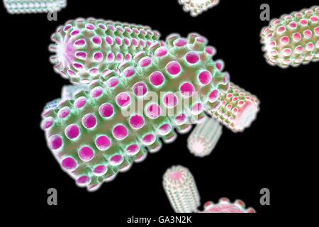 Les particules du virus de la rage, l'illustration de l'ordinateur. Cette forme de balle se compose de particules d'un acide ribonucléique (ARN) dans le génome de la capside protéique, qui est lui-même entouré d'une lipoprotéine enveloppe contenant les pointes de glycoprotéine. Virus de la rage infecte principalement les animaux mais peut être transmise aux humains par une pause dans la peau. Elle se propage lentement à travers le système nerveux périphérique pour le cerveau, où il provoque une inflammation entraînant de la fièvre et délire. L'infection chez les humains peut être fatale, même si les vaccins modernes sont efficaces si elles sont prises à l'intérieur de la période d'incubation du virus. Banque D'Images