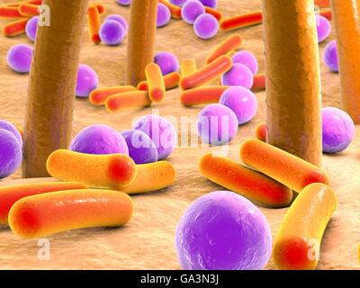 Les bactéries sur la peau à poils. L'oeuvre de l'ordinateur de bactéries (violet et orange) sur la peau humaine. De nombreux types de bactéries sont présentes sur la peau humaine, surtout associés à des glandes sudoripares et les follicules pileux. Ils causent habituellement pas de problèmes, même si certains peuvent causer l'acné. Habituellement, les bactéries ne deviendra un problème si elles pénètrent la peau, par exemple par le biais d'une plaie ou une coupure. Banque D'Images