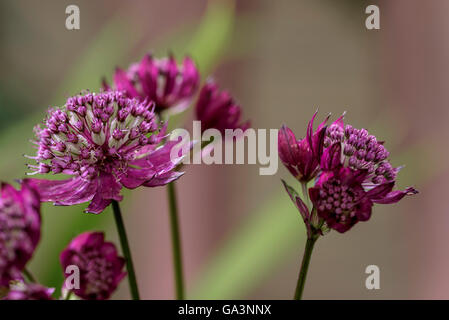 Astrantia major Hadspen Blood Hatties pincushion Masterwort Banque D'Images