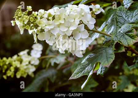 L'Hydrangea quercifolia Hydrangeaceae Snow Queen. Banque D'Images