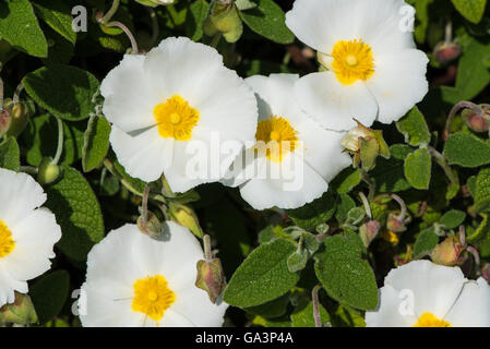 Cistus salviifolius Banque D'Images