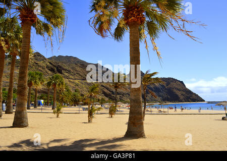 Palmiers sur la plage Las Teresitas Banque D'Images