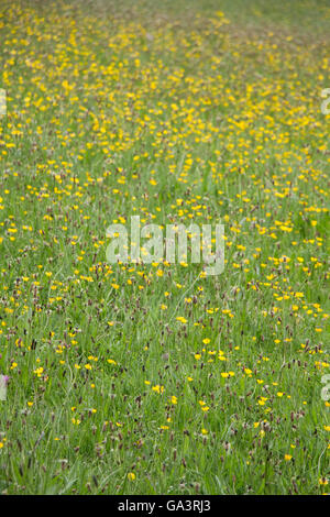 Pré de fleurs sauvages, d'herbe et de renoncules en été Banque D'Images