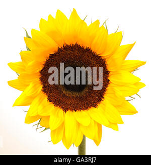 Tête de tournesol sur fond blanc Banque D'Images
