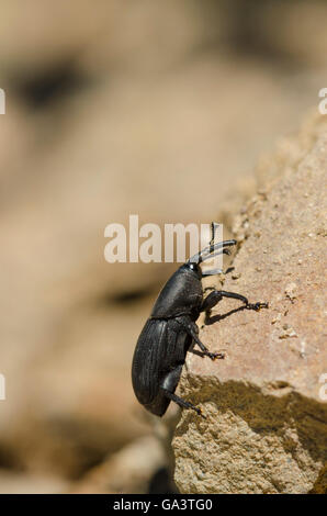 Charançon du museau d'agave, Scyphophorus acupunctatus beetle, Andalousie, espagne. Banque D'Images