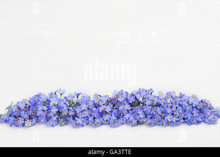 Forget-me-not fleurs. Banque D'Images