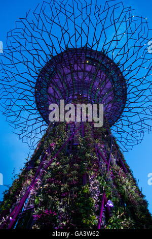 SUPERTREE GROVE : grand arbre mammut au Jardins de la baie, à Singapour Banque D'Images