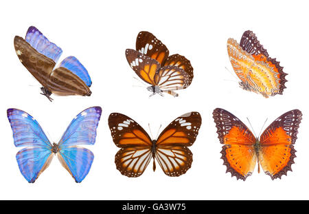 Papillon Bleu morpho adonis Banque D'Images