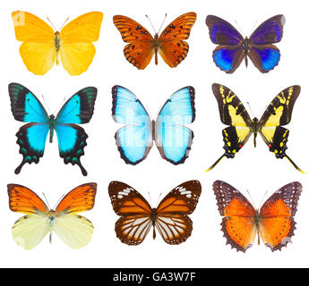 Papillon Bleu morpho adonis Banque D'Images