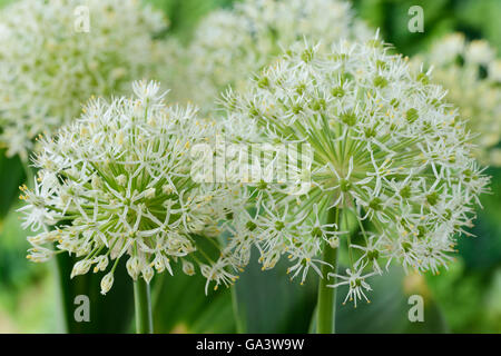 L'allium carataviense « Ivoire Queen' Kara Tau peut d'ail Banque D'Images