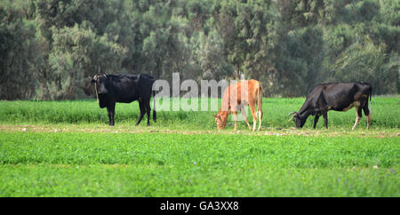 Ferme trois vaches qui paissent sur l'herbe verte Banque D'Images