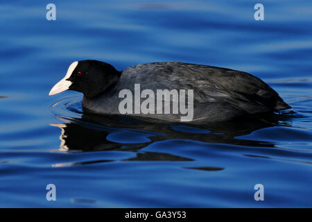 Foulque macroule (Fulica atra) natation sur le lac - Altmuehlsee, bavière/Allemagne Banque D'Images