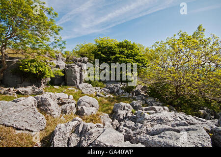 Parmi les roches calcaires sur Hutton Crags Toit Banque D'Images