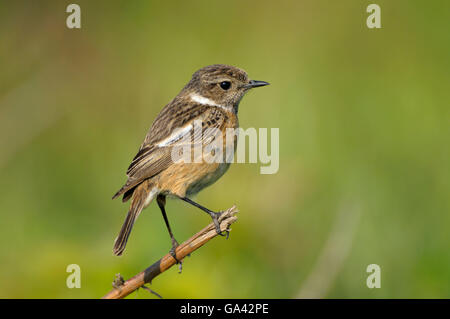 Stonechat commun, femme, conservation Dingdener Heide, Allemagne, Rhénanie-du Nord / (Saxicola torquata) Banque D'Images