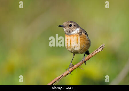 Stonechat commun, femme, conservation Dingdener Heide, Allemagne, Rhénanie-du Nord / (Saxicola torquata) Banque D'Images