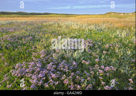 Marais de sel avec Sea-Lavender et mer absinthe, l'ature reserve de parc national de Slufter, Duinen van Texel, l'Île Texel, Pays-Bas / (Limonium vulgare), (Artemisia maritima) Banque D'Images