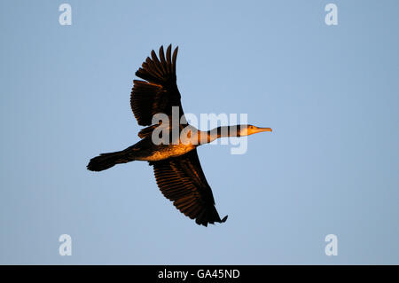Le cormoran, Duisburg-Walsum, Allemagne / (Phalacrocorax carbo) Banque D'Images