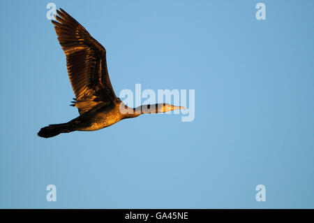 Le cormoran, Duisburg-Walsum, Allemagne / (Phalacrocorax carbo) Banque D'Images
