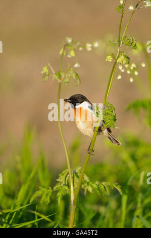 Stonechat, homme, Dingdener Heide, Allemagne / (Saxicola torquata) Banque D'Images