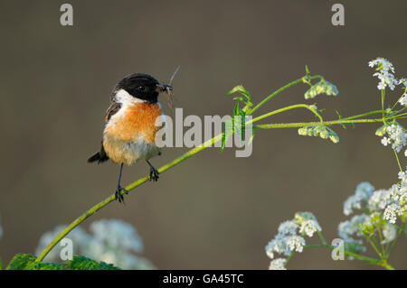 Stonechat, homme, Dingdener Heide, Allemagne / (Saxicola torquata) Banque D'Images