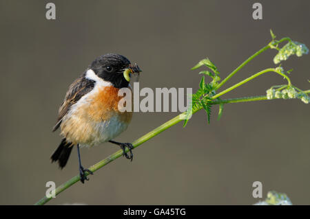 Stonechat, homme, Dingdener Heide, Allemagne / (Saxicola torquata) Banque D'Images