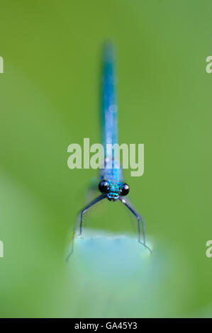 Banded demoiselle, homme, Allemagne / (Calopteryx splendens) Banque D'Images