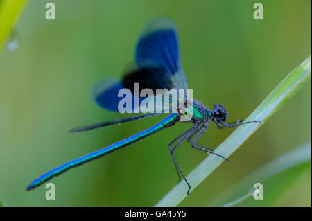 Banded demoiselle, homme, Erle, Allemagne / (Calopteryx splendens) Banque D'Images