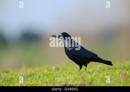 En tour, avec l'écrou, Bislich Allemagne / (corvus frugilegus) Banque D'Images