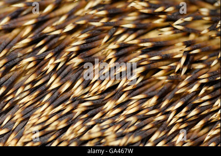 Western hérisson, Oberhausen, Allemagne / (Erinaceus europaeus) Banque D'Images