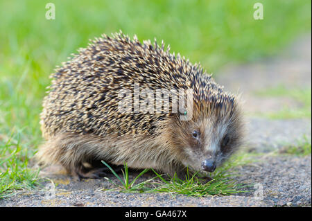 Western hérisson, Oberhausen, Allemagne / (Erinaceus europaeus) Banque D'Images