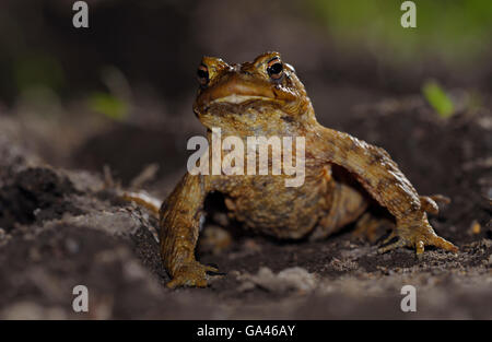 Crapaud commun, homme, Bottrop, Allemagne / (Bufo bufo) Banque D'Images